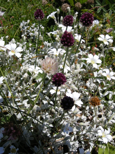 Fioriture in quota